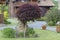 Decorative maple (Acer palmatum Atropurpureum) on the background of wooden cottages