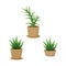 Decorative and medicinal potted plants. Home decor. Vector illustration. Aloe vera and candelabra aloe. Indoor design