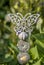 Decorative Metal Butterfly Garden Ornament