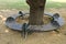 Decorative metal circle bench around tree in Asia