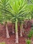 Decorative Miniature Palm Trees, Sydney, Australia