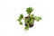 Decorative Money Tree succulent plant