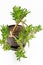 Decorative Money Tree succulent plant