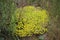 Decorative mossy plant. Goldmoss stonecrop, or goldmoss sedum.