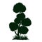 Decorative mountain pine silhouette. Decor hand drawn vector element. Garden bonsai.