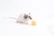 Decorative mouse sniffing cheese on a light background