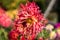 Decorative multicolored yellow-red dahlia in sunny autumn morning. Blur background