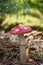 Decorative mushrooms in a public garden