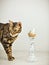 A decorative nest with a white egg on a spotted candlestick on a white background,a cat near by