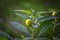 Decorative nightshade on a blurred background. The bright green berry of solanum or nightshade