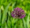 decorative onion, beautiful violet, purple spring flowers in the meadow, floral background of delicate flowers