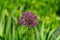 decorative onion, beautiful violet, purple spring flowers in the meadow, floral background of delicate flowers