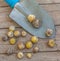 Decorative onion bulbs or Bulb Allium karataviense next to a garden shovel. View from above