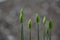 Decorative onions, buds, flowers that have not opened on a gray background.