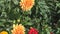 Decorative orange dahlias