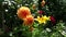 Decorative orange dahlias grow