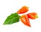 Decorative orange peppers Capsicum Gemeng with green leaf is iso