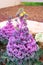 Decorative ornamental cabbage flower