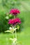 Decorative and ornamental Crimson Beebalm