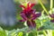 Decorative and ornamental flower of Crimson Beebalm