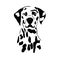 Decorative outline portrait of Dog Dalmatian vector illustration in black color isolated on white background. Image for design and