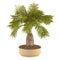 Decorative palm plant in the pot