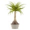 Decorative palm plant in the pot