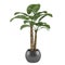 Decorative palm plant tree in the ball pot