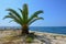 Decorative palm tree on sunlit marina with fishing cage at bottom of its trunk. Location near Razanac, northern Dalmatia, Croatia