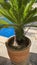 Decorative palms in flower pots. Water texture on a blue background. Swimming pool on the rustic style villa.