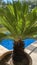 Decorative palms in flower pots. Water texture on a blue background. Swimming pool on the rustic style villa.