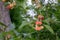 Decorative paradise apples on a green branch in the farm garden. Organic ripe product