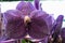 Decorative patchy white to pink and purple flower of Vanda hybrid orchid genus