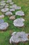 Decorative path across the lawn composed of stumps