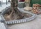 Decorative paving around old olive tree