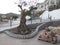 Decorative paving around old olive tree