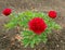 Decorative peony in bloom very beautiful red color. How to grow peonies conept