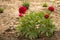 Decorative peony blooming in red, beautiful plant