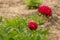 Decorative peony blooming in red, beautiful plant