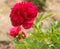 Decorative peony blooming in red, beautiful plant close up