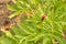 Decorative peony with a flower bud in the garden close up