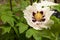 Decorative peony in very beautiful white bloom and purple in the middle