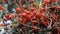 Decorative physalis with its bright boxes resembles Chinese lanterns