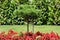 Decorative pine tree growing above densely planted Begonia plants with bright red flowers surrounded with uncut grass and hedge