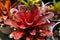 Decorative pineapple plant or Aechmea fasciata in dark red color