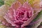 Decorative pink cabbage