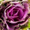 Decorative pink cabbage