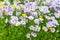 Decorative pink flowers of Aspen fleabane