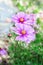 Decorative Pink Garden Flower Cosmos, Cosmos Bipinnatus, Cosmea Bipinnata, Bidens Formosa. Mexican Aster. close up