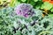 Decorative pink, green cabbage Brassica oleracea. flower background vividly bright blossoming flush floral plant on flowerbed